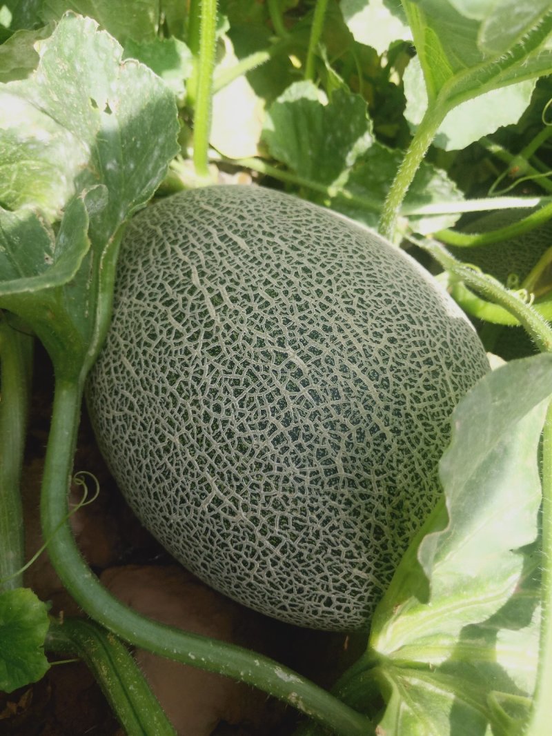 寻找蜜瓜货主诚信代办
