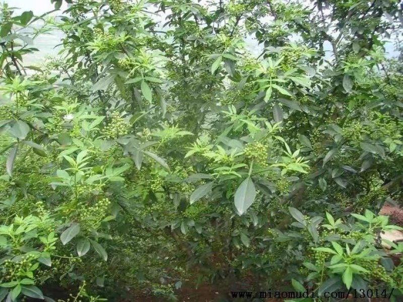 花椒