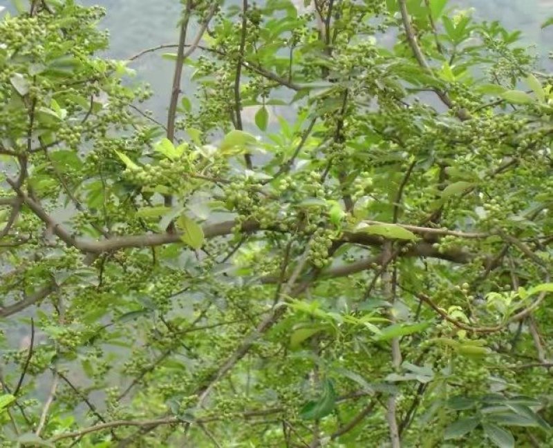 花椒