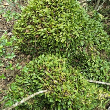石橄榄