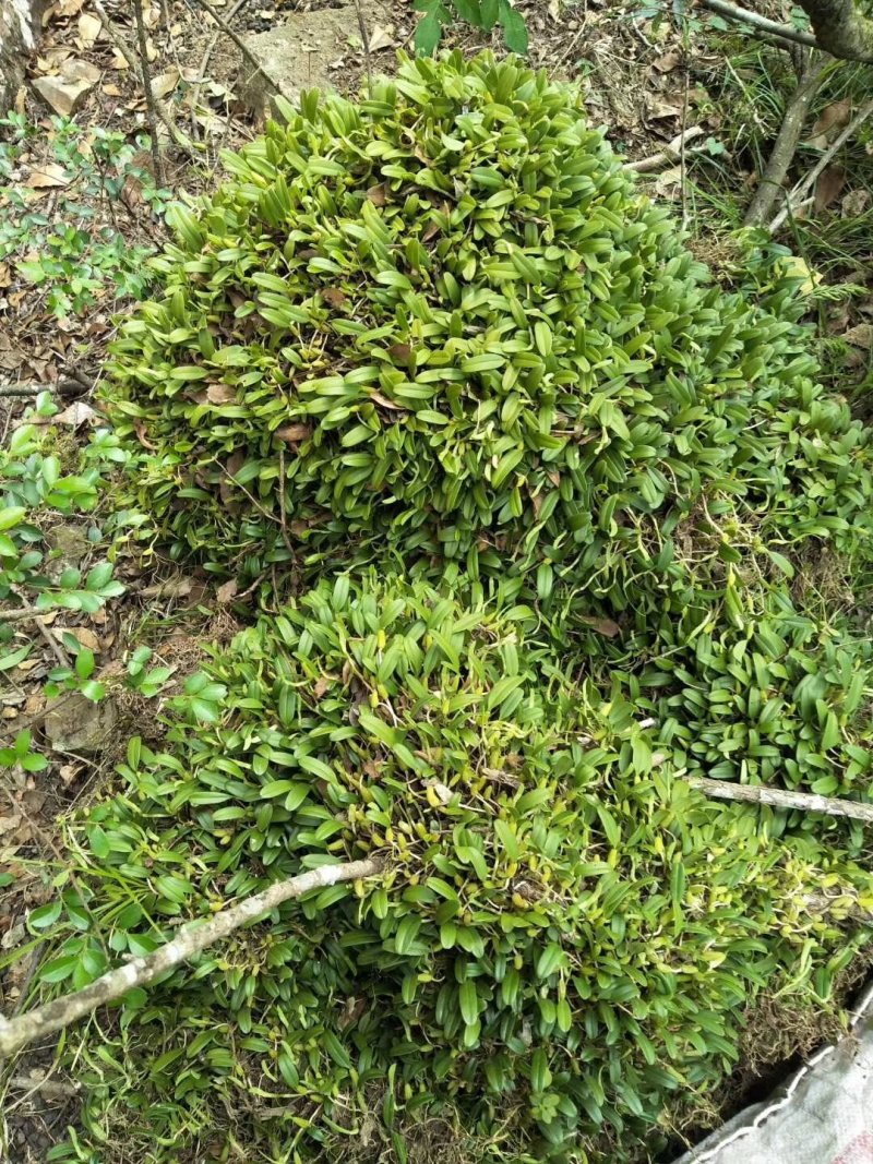 石橄榄