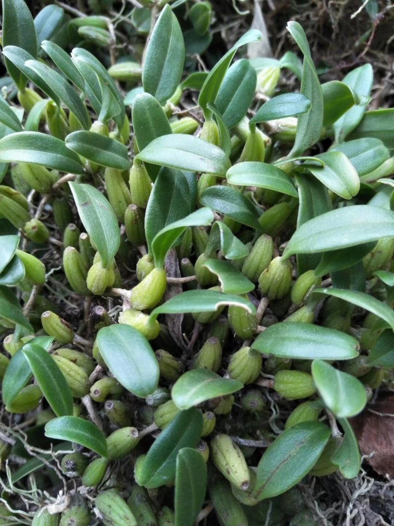 石橄榄