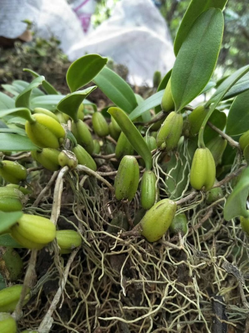 石橄榄