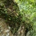 石橄榄