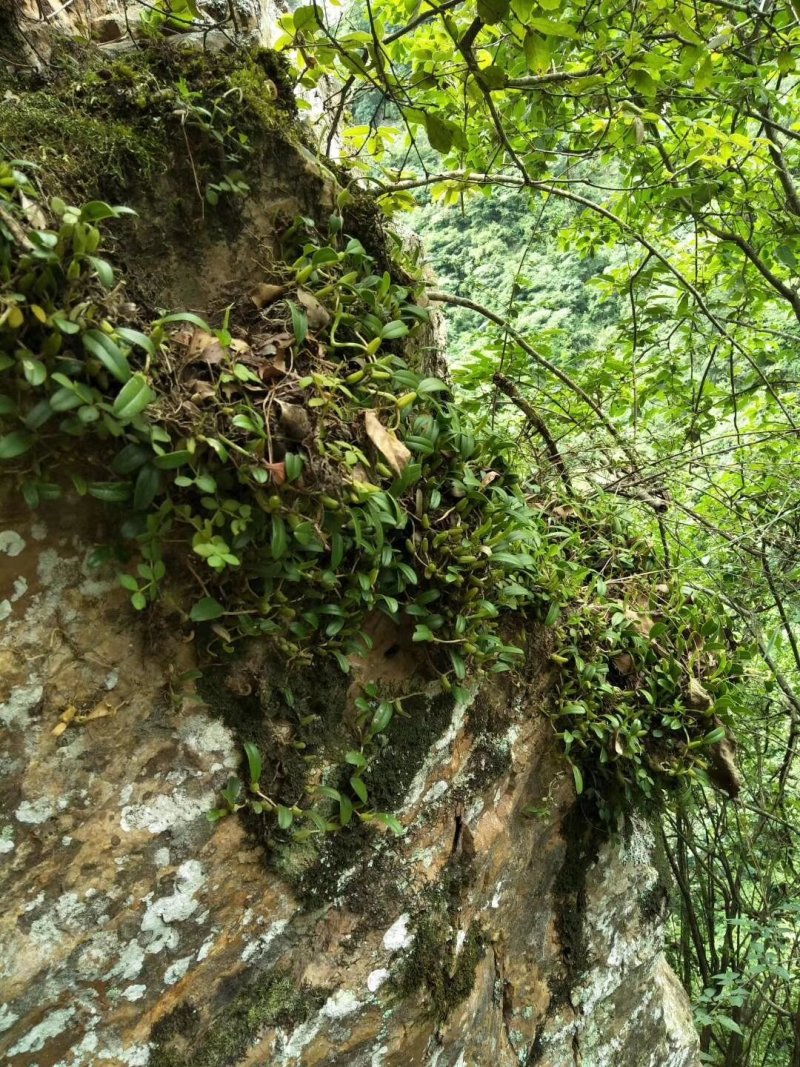石橄榄