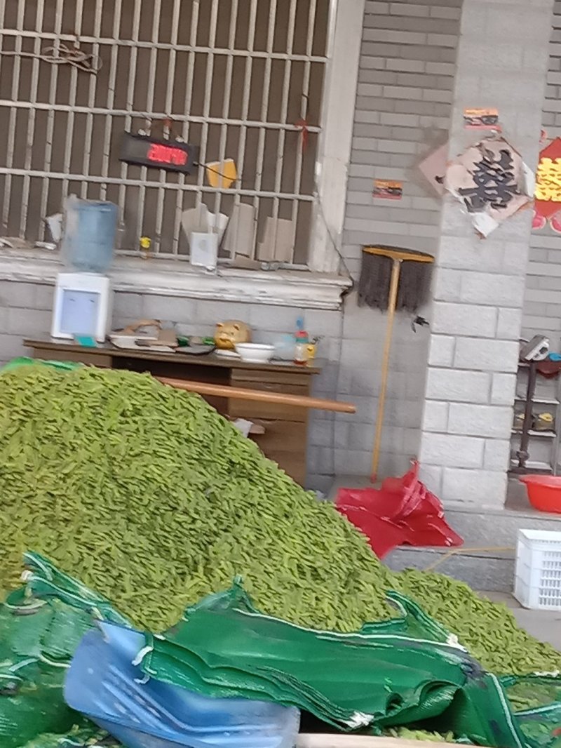 高干清毛豆