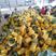 云南西双版纳菠萝凤梨大量，上市，，果肉香甜，价格便宜，