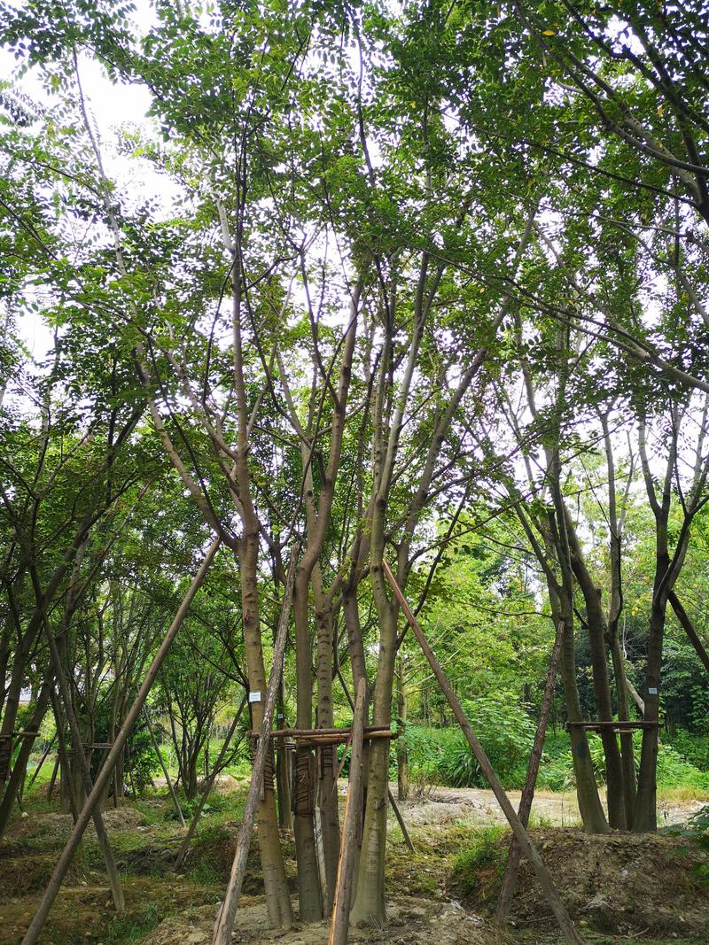 丛生朴树精品丛生朴树四川大量供应绿化苗木