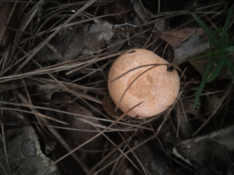 野生干松树菌，松毛菌，丛树菇统货干品一手货源，常年有货