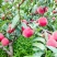 菱鲜客山地雪桃在2019年9月5日上市。
