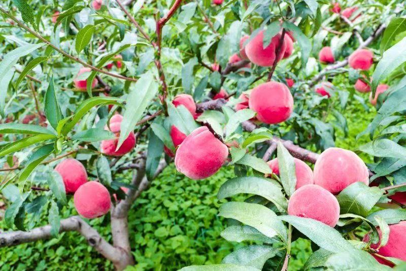 菱鲜客山地雪桃在2019年9月5日上市。