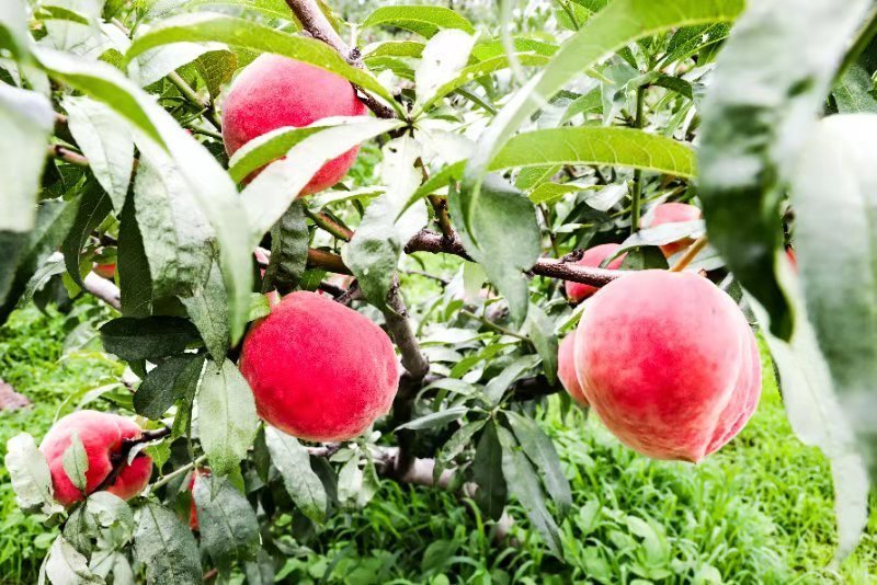 菱鲜客山地雪桃在2019年9月5日上市。