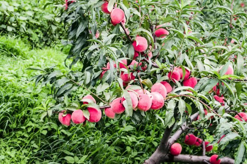 菱鲜客山地雪桃在2019年9月5日上市。