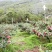 菱鲜客山地雪桃在2019年9月5日上市。