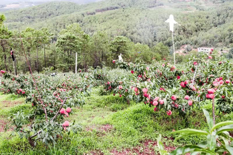 菱鲜客山地雪桃在2019年9月5日上市。