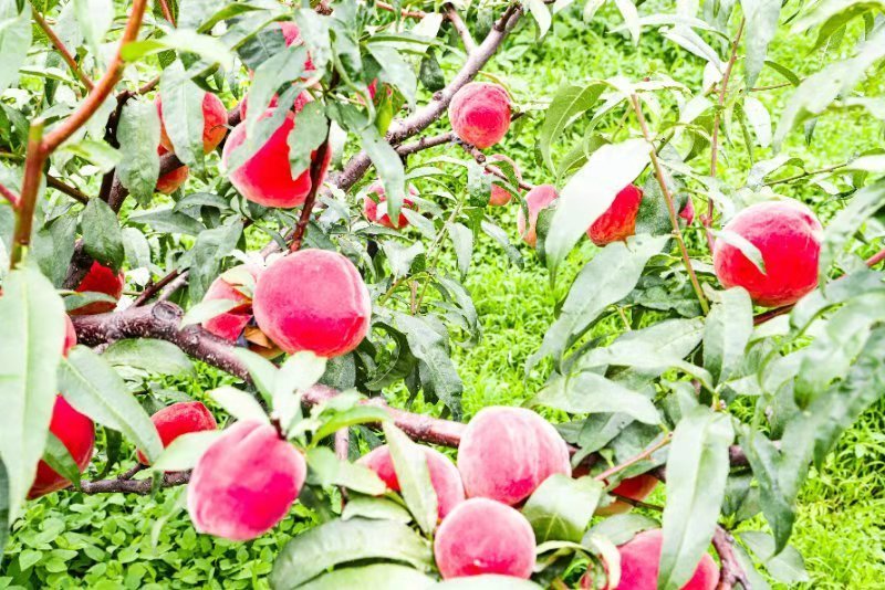 菱鲜客山地雪桃在2019年9月5日上市。