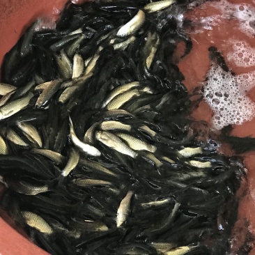 草鱼苗