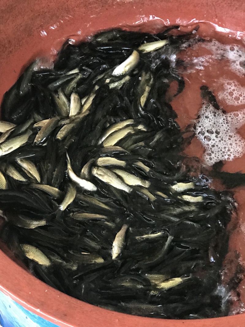 草鱼苗
