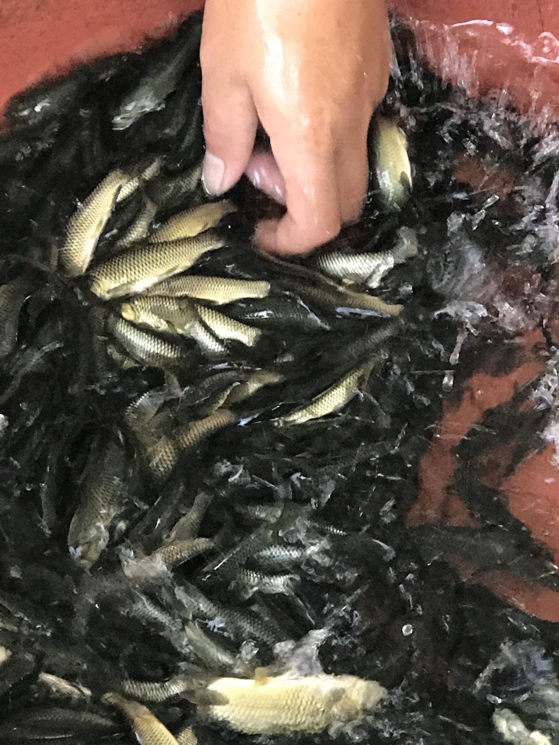 草鱼苗