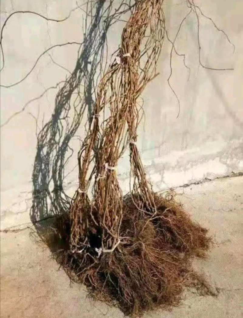 软枣猕猴桃苗，基地直销，免费送种植技术和生根粉，品种很多