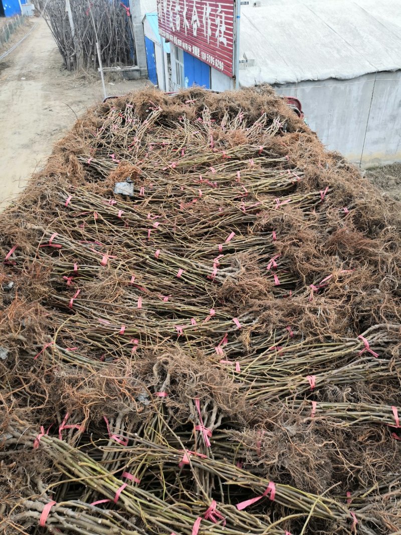 软枣猕猴桃苗，基地直销，免费送种植技术和生根粉，品种很多