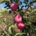 【片红红富士】🍎红富士苹果色泽鲜艳口感脆甜纸袋