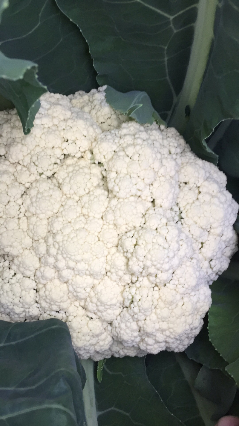 散花