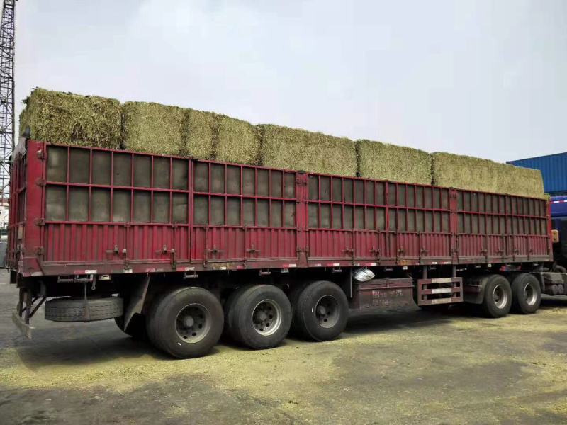 西班牙苜蓿草基地直供蛋白19苜蓿草奶牛、羊、马、兔饲料