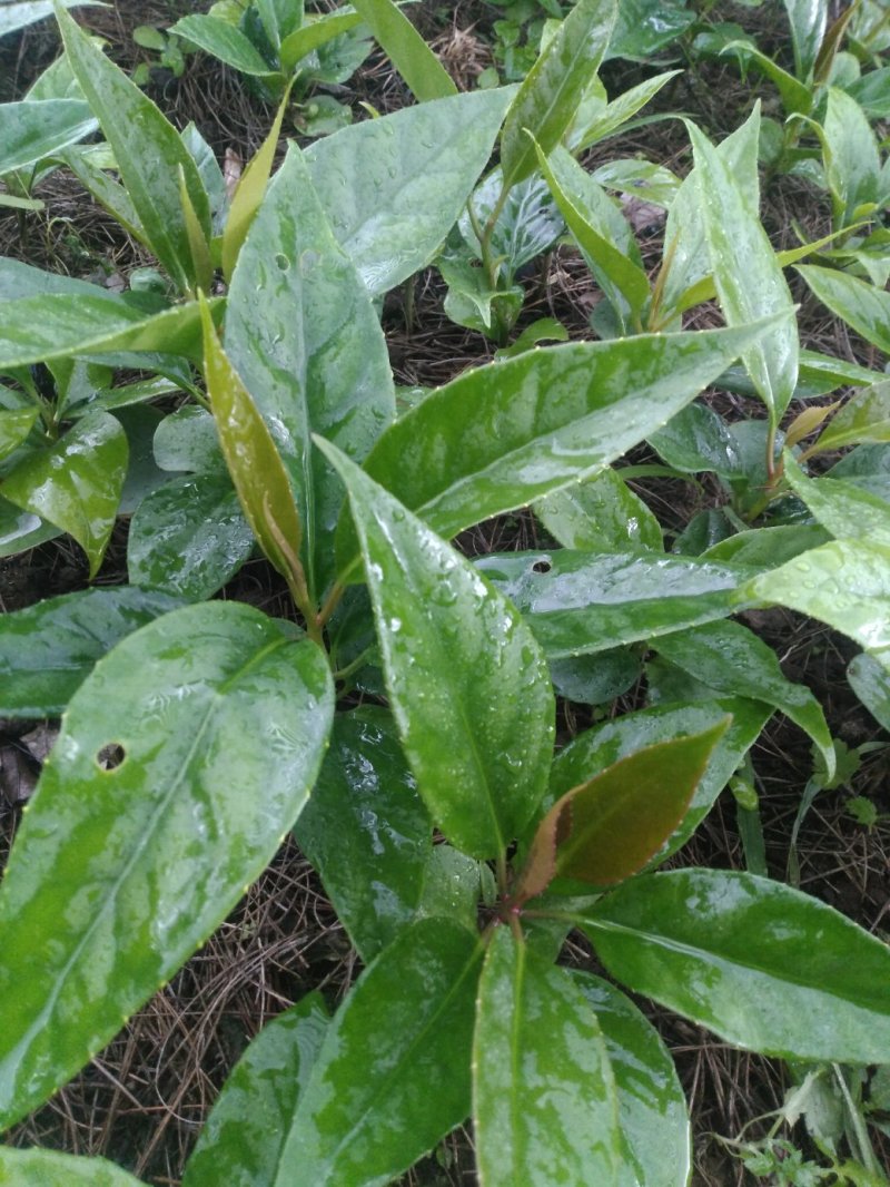 布福娜，黑老虎苗，密多萝