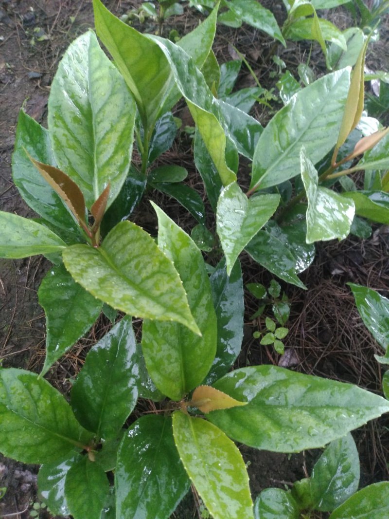 布福娜，黑老虎苗，密多萝