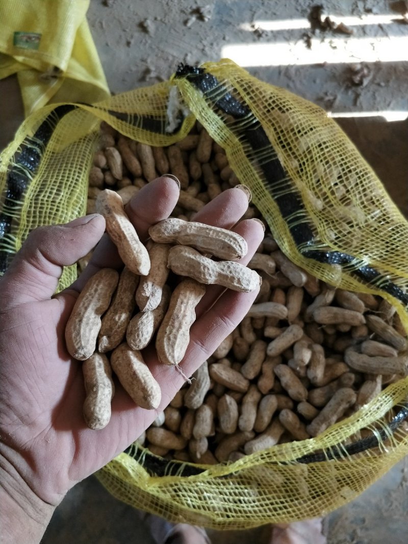 鲜花生四粒红还有大白沙