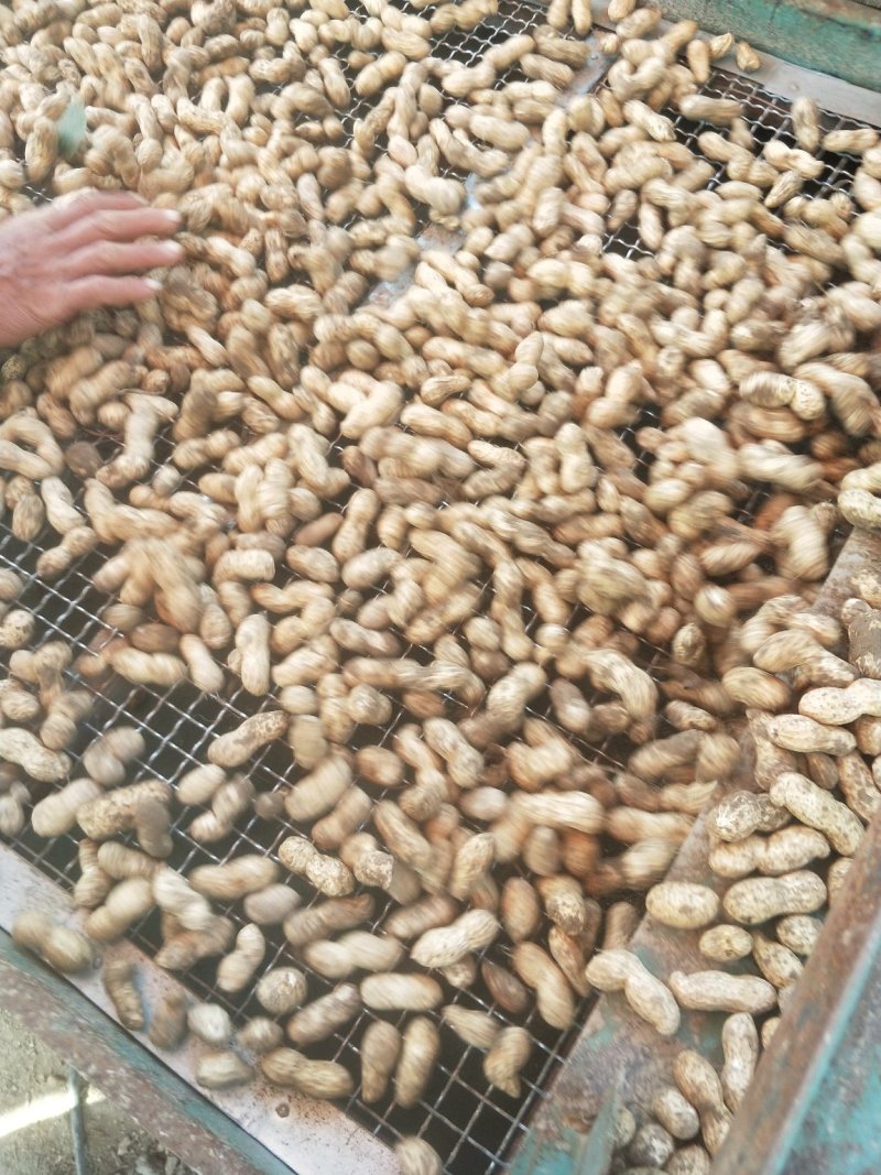 鲜花生四粒红还有大白沙
