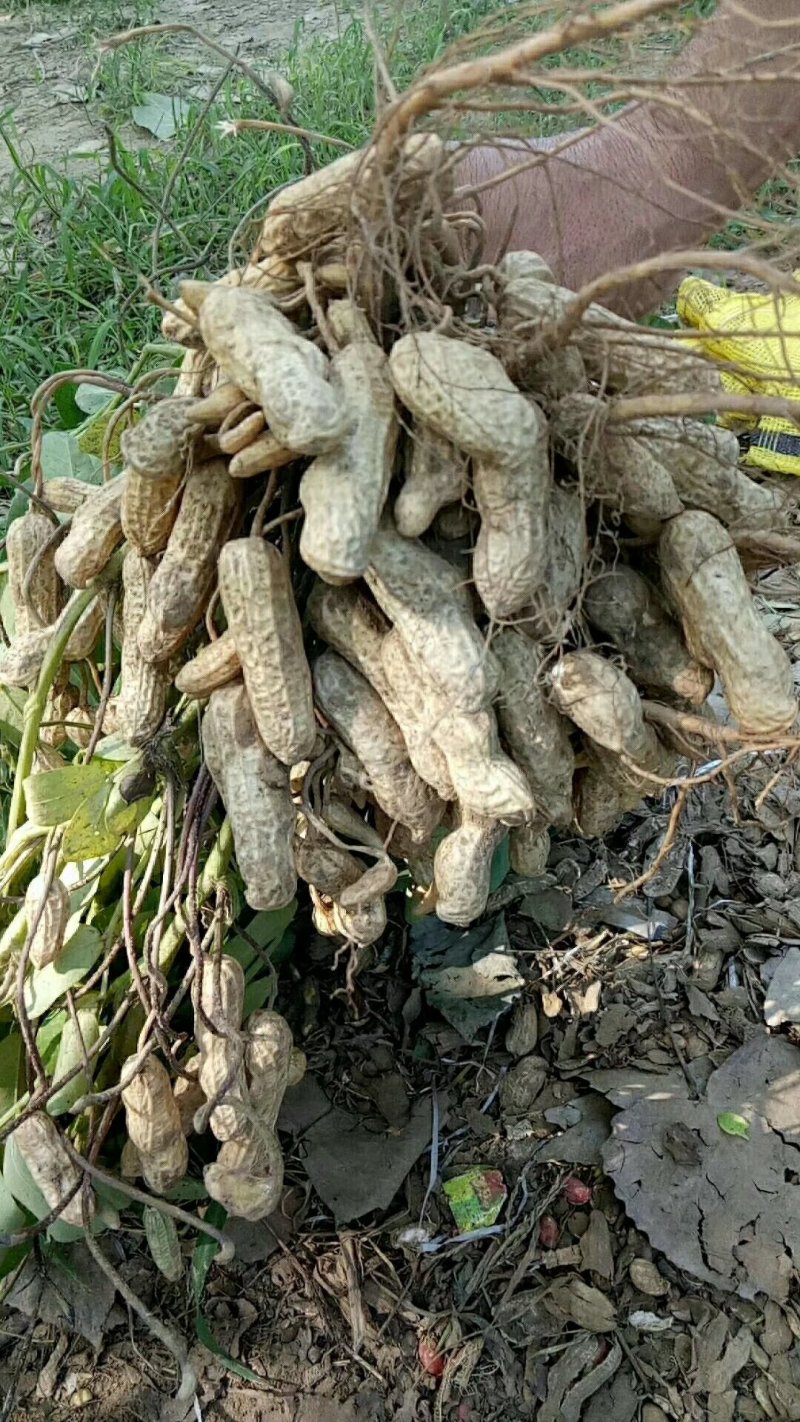 鲜花生四粒红还有大白沙