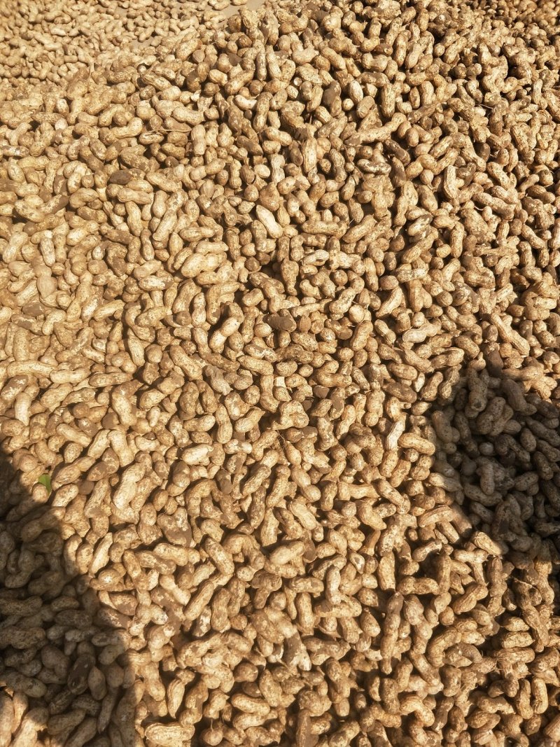 鲜花生四粒红还有大白沙