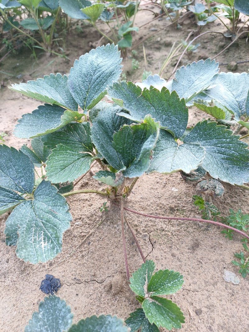 草莓苗基地红颜草莓苗基地批发