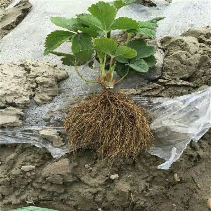 草莓苗基地红颜草莓苗基地批发