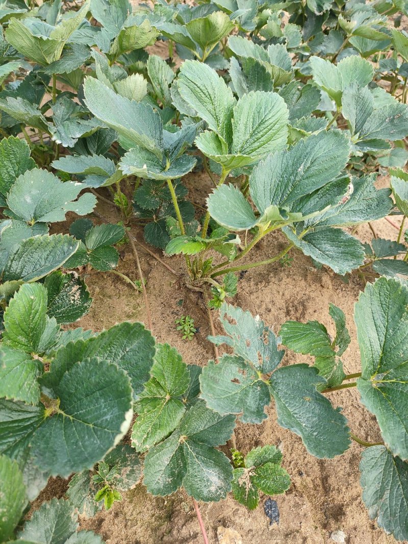 草莓苗基地红颜草莓苗基地批发