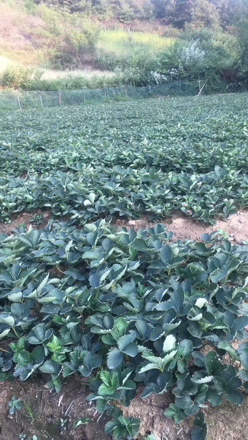 草莓苗基地红颜草莓苗基地批发