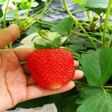 草莓苗基地,黔莓草莓苗批发