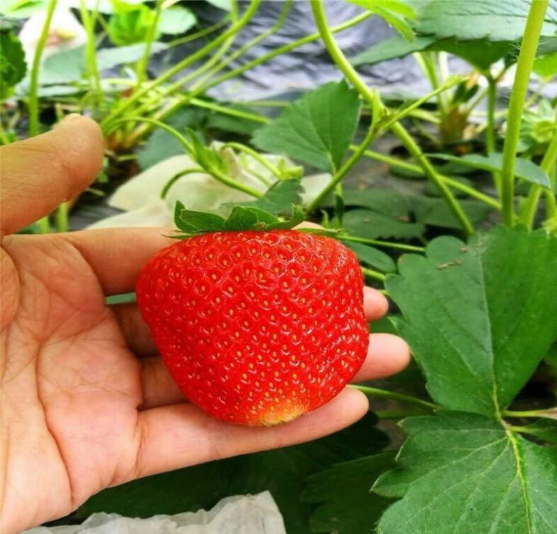 草莓苗基地，黔莓草莓苗批发