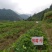 草莓苗基地,黔莓草莓苗批发
