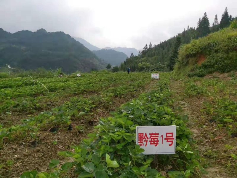 草莓苗基地，黔莓草莓苗批发
