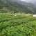 草莓苗基地,黔莓草莓苗批发
