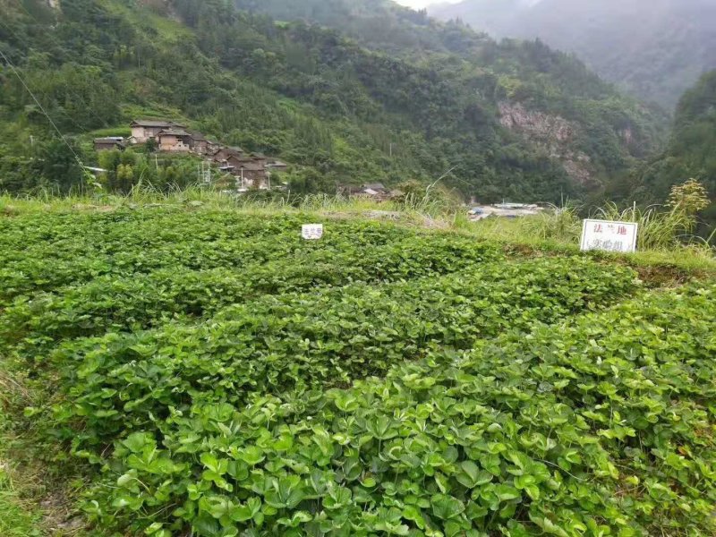 草莓苗基地，黔莓草莓苗批发