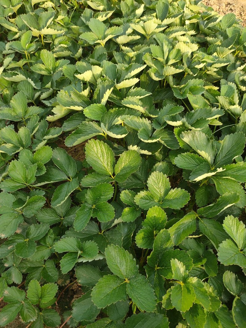 草莓苗基地，黔莓草莓苗批发