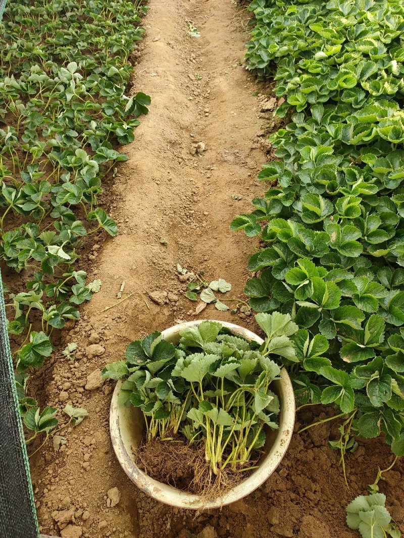 草莓苗基地，黔莓草莓苗批发