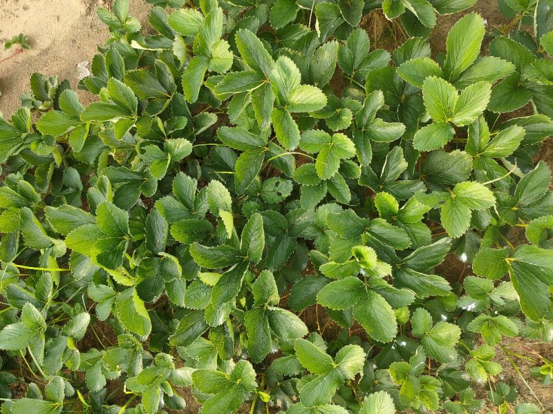 草莓苗基地，黔莓草莓苗批发