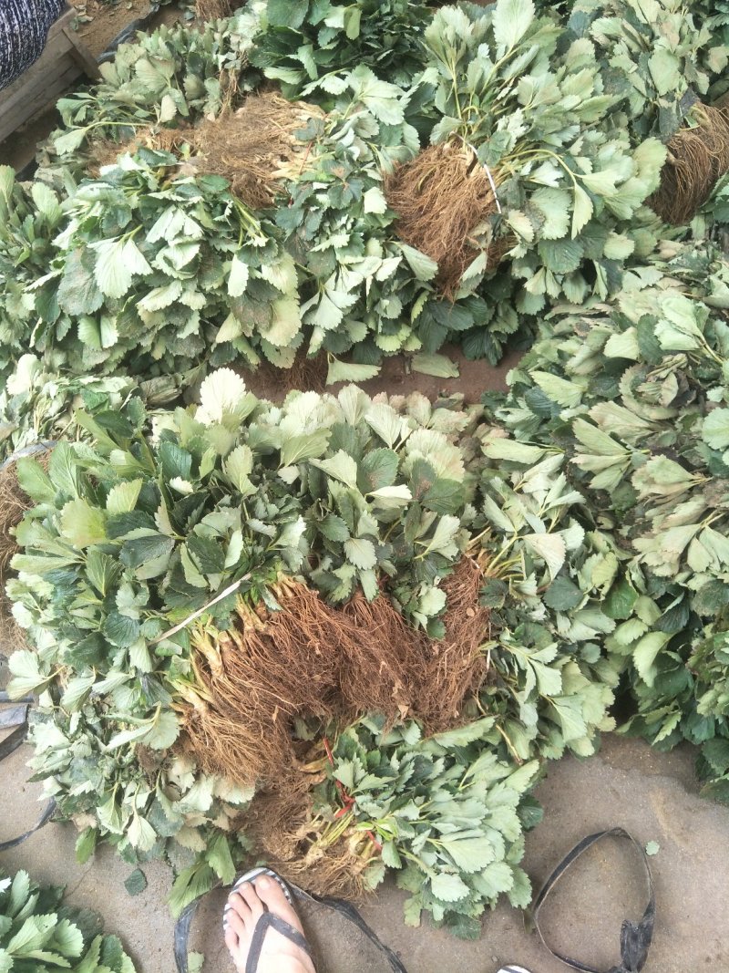 草莓苗基地，黔莓草莓苗批发