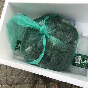 老头蟹大闸蟹产地直销