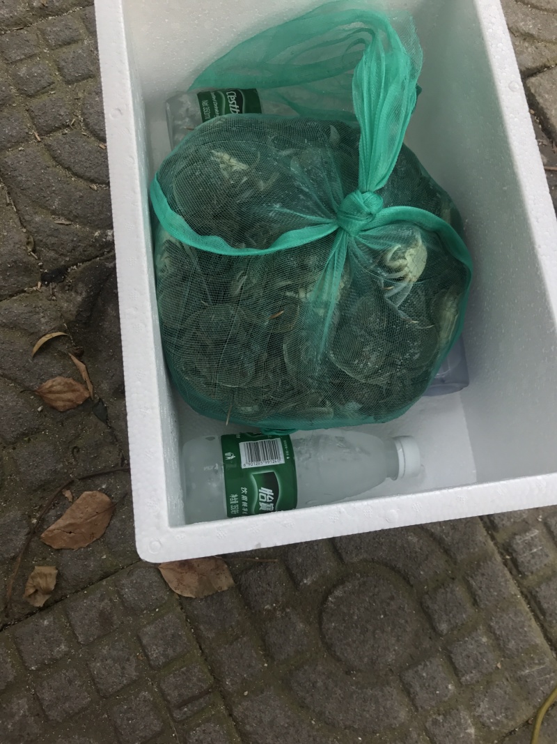 老头蟹大闸蟹产地直销